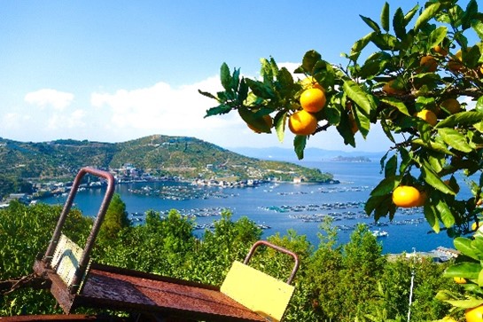 地域おこし協力隊