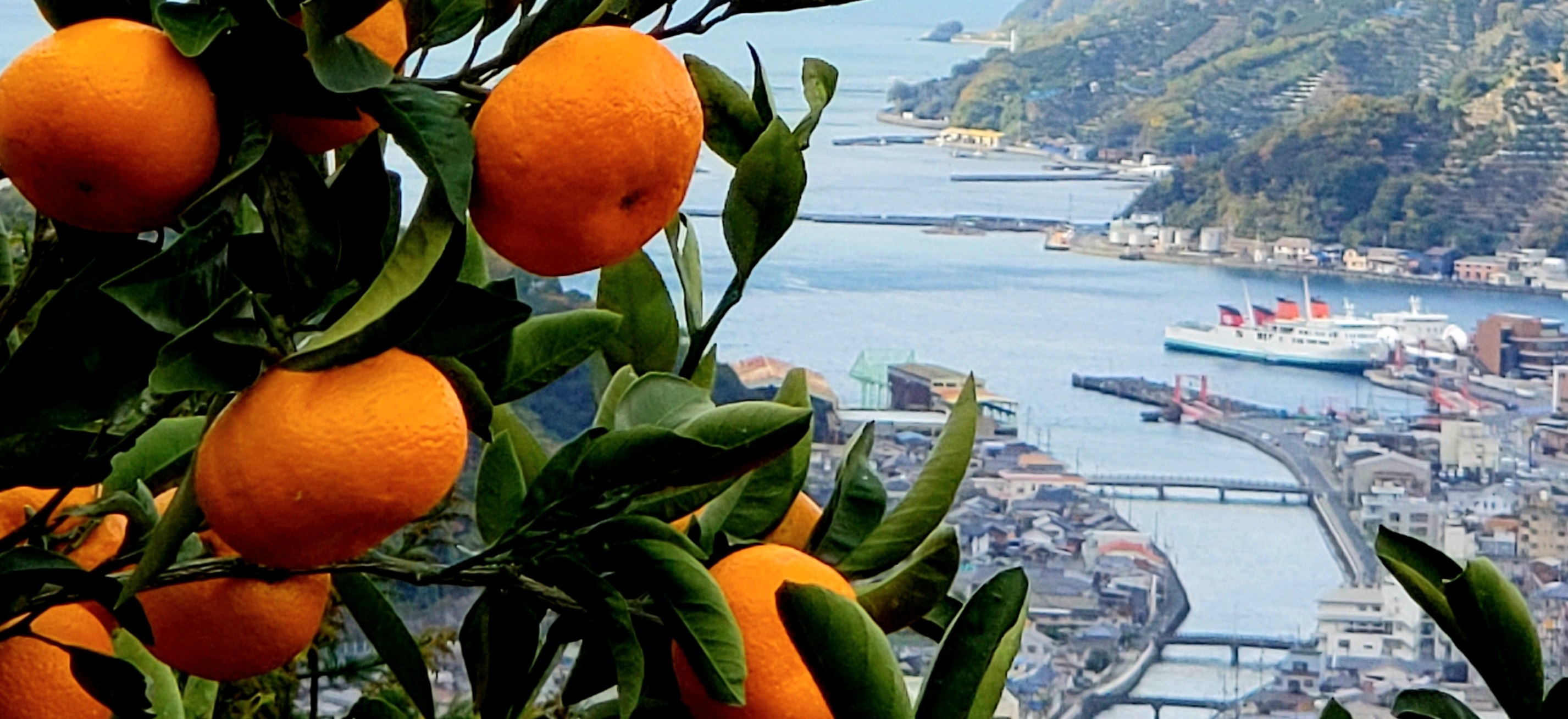 八幡浜市の風景